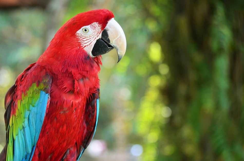 Half Day Jungle Hopper Experience in Bali - Photo 2