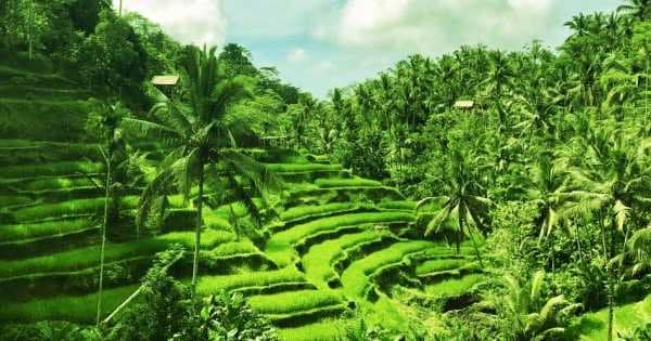 Half Day Tropical Trekking in Bali - Photo 1