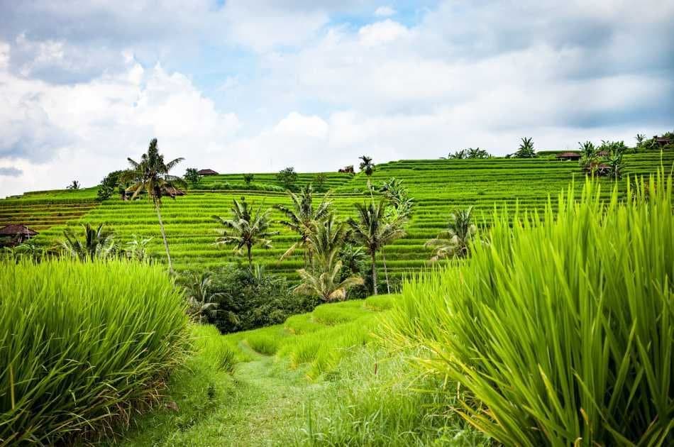 Half Day Tropical Trekking in Bali - Photo 3