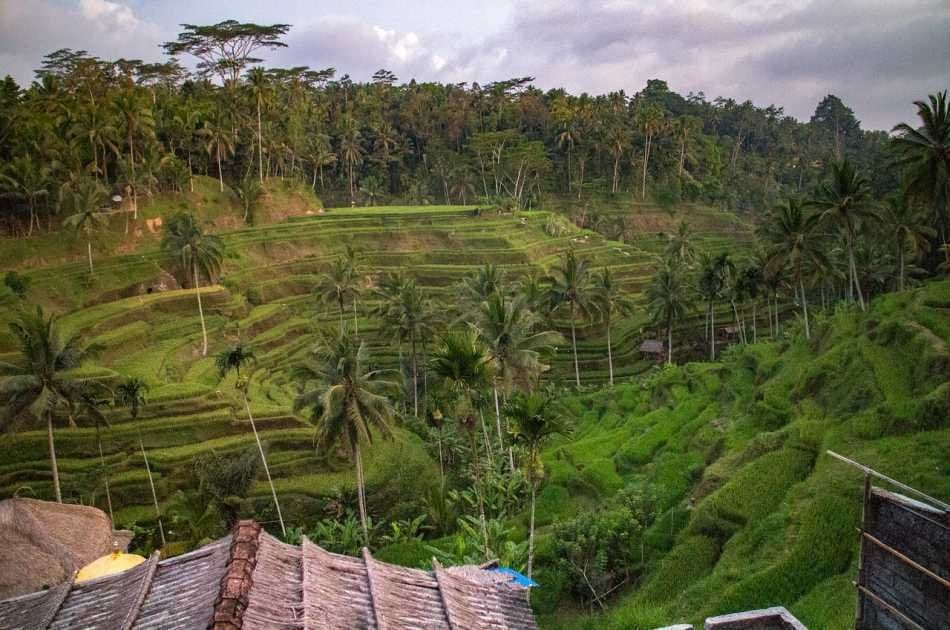 Half Day Tropical Trekking in Bali - Photo 4