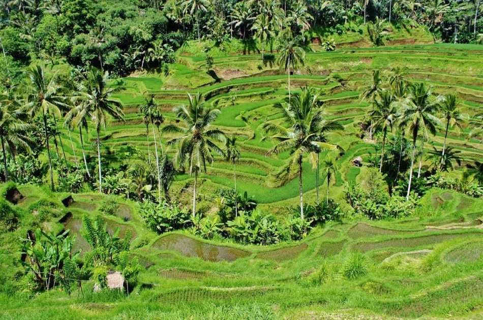 Half Day Tropical Trekking in Bali - Photo 5