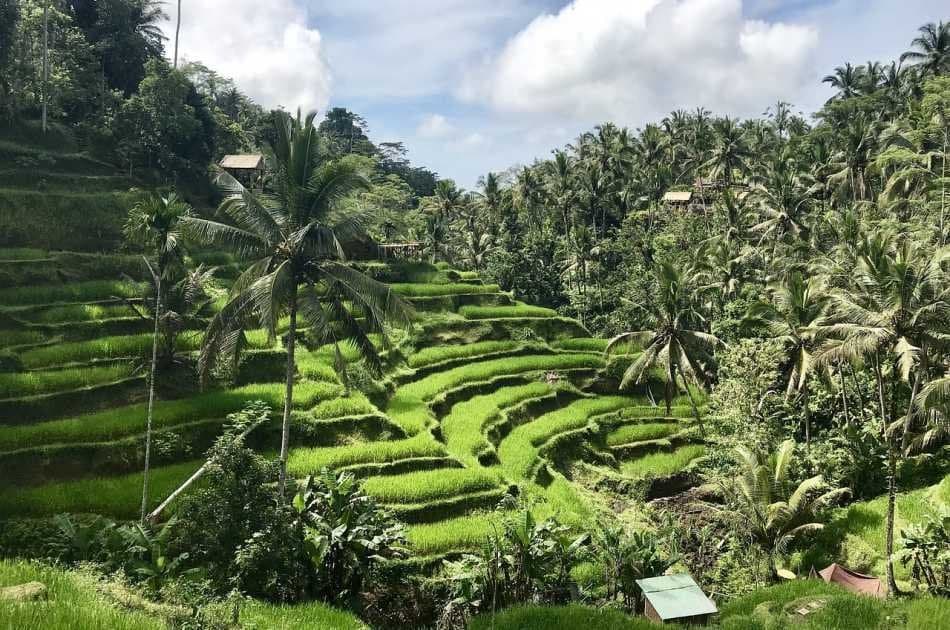 Half Day Tropical Trekking in Bali - Photo 6