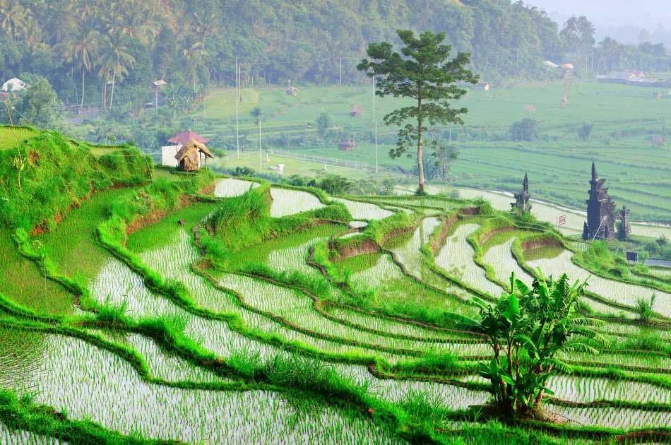 Half Day Tropical Trekking in Bali - Photo 7