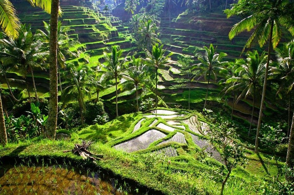 Kintamani and Ubud Private Tour - Photo 3