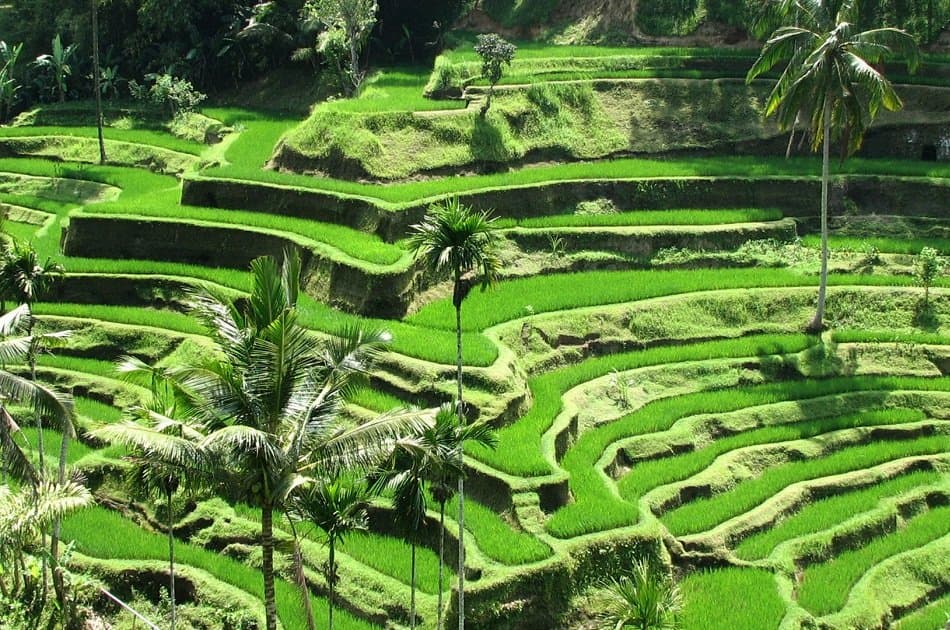 Kintamani and Ubud Private Tour - Photo 4