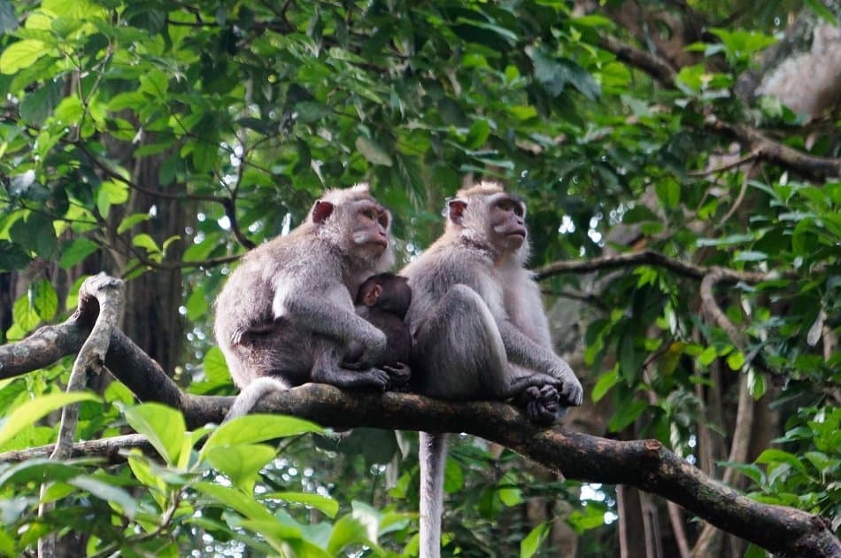 Kintamani, Ubud & Tegenungan Waterfall Private Tour - Photo 9