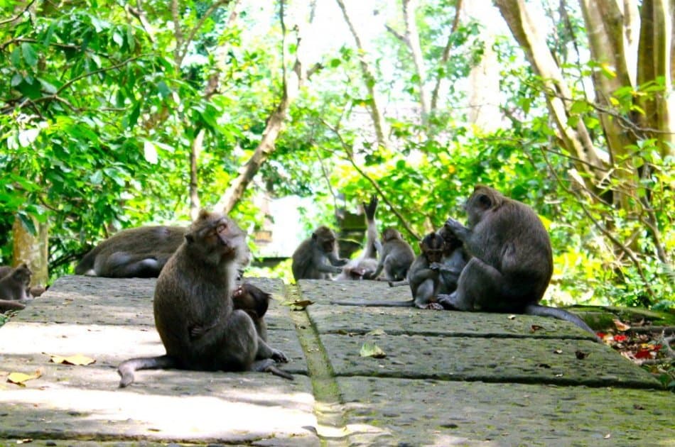 Kintamani, Ubud & Tegenungan Waterfall Private Tour - Photo 10
