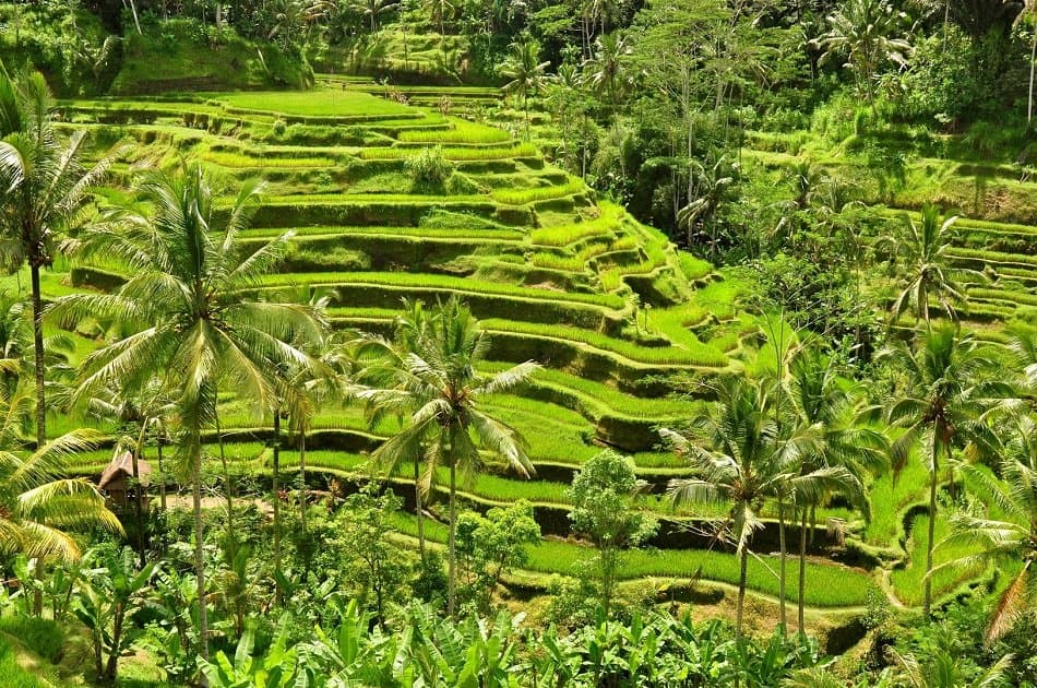 Kintamani, Ubud & Tegenungan Waterfall Private Tour - Photo 14