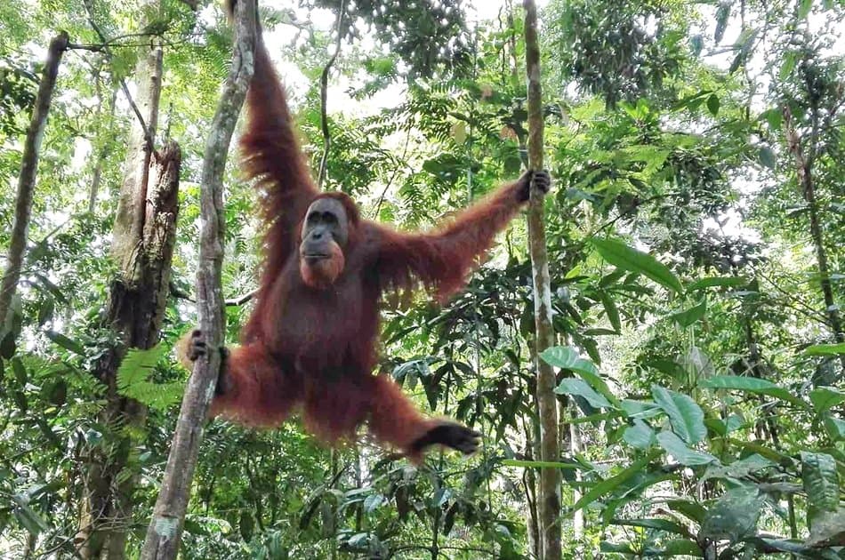 North Sumatran Orangutan and Jungle Trekking - Photo 4