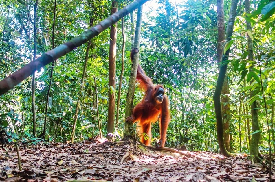 North Sumatran Orangutan and Jungle Trekking - Photo 7