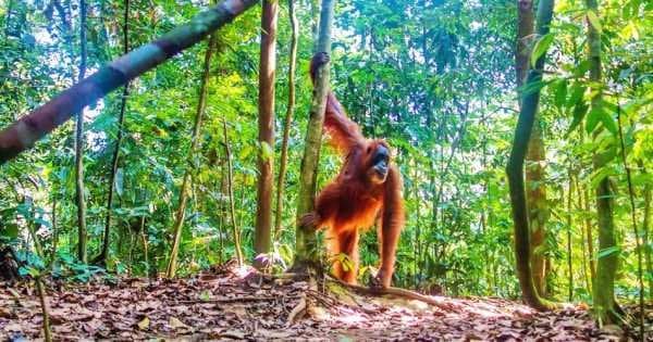 North Sumatran Orangutan and Jungle Trekking - Photo 1