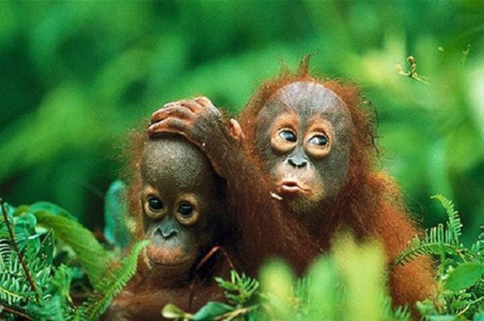 Private Day Trip to Bukit Lawang & Jungle Trekking - Photo 6