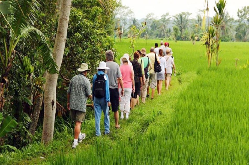 Rice Paddy Trekking Tours with Lunch from Ubud - Photo 2