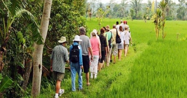 Rice Paddy Trekking Tours with Lunch from Ubud - Photo 1