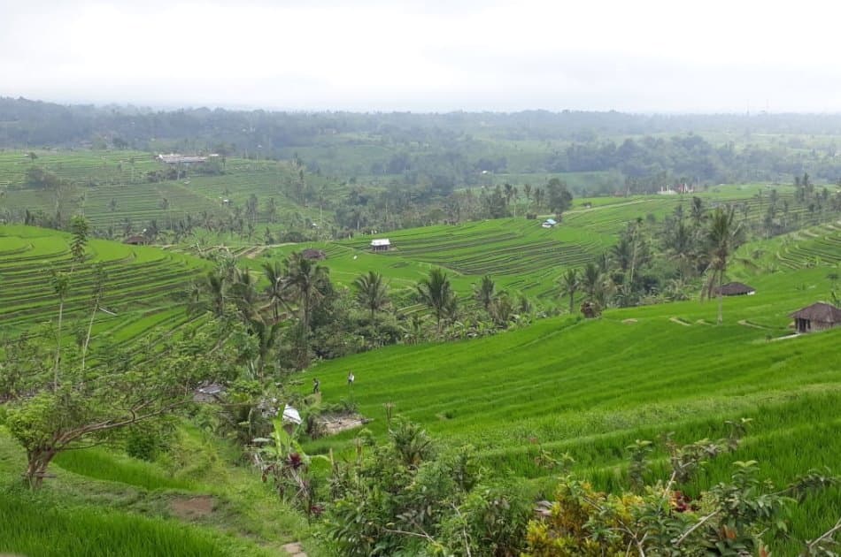 UNESCO Heritage Full Day Trip in Bali - Photo 6
