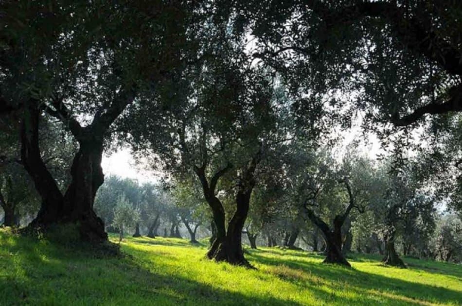 Amarone Wine Trail Tour from Verona - Photo 8
