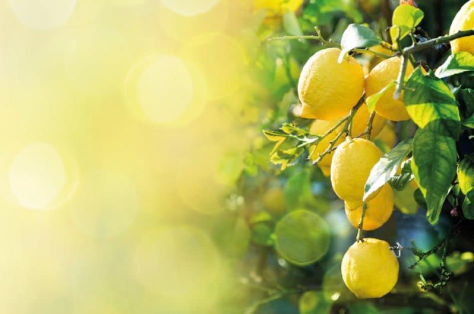 Capri Cruise with Limoncello Tasting - Photo 4