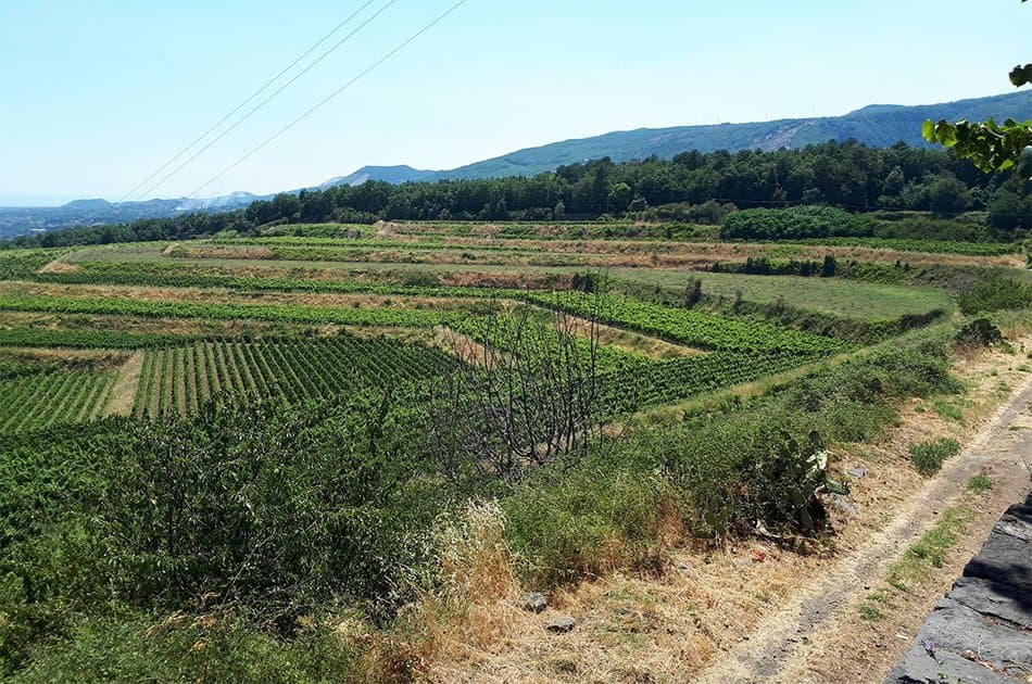 Private Mount Etna & Wine Experience in Sicily - Photo 5