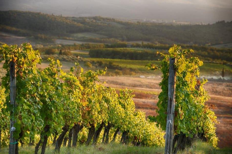 San Gimignano, Siena & Chianti Tour - Photo 10