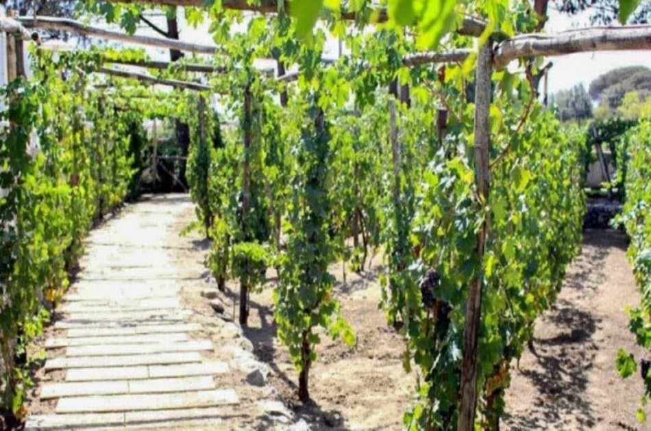 Tour to Pompei and Mt. Vesuvio and wine teasting - Photo 6