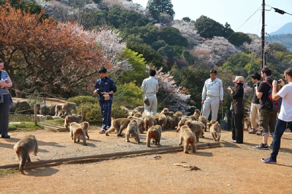 Kyoto’s Arashiyama Bamboo Forest & Temple Garden Tour - Photo 8