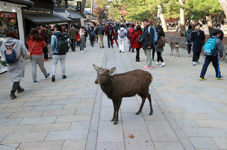 Nara & the Secret Shrine of Omiwa - Photo 4