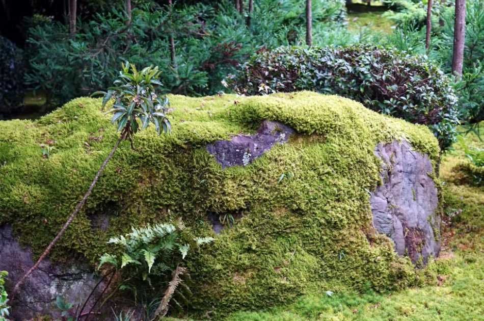 Private Kyoto Garden Tour - Photo 5