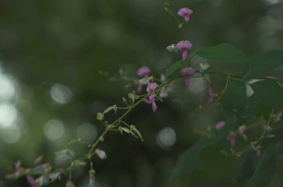 Private Kyoto Garden Tour - Photo 11
