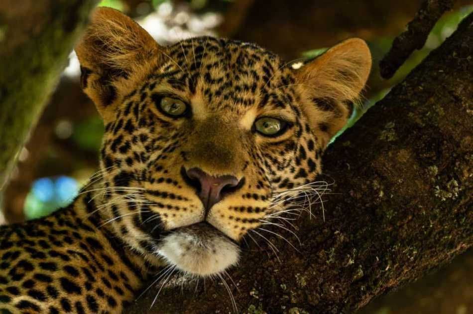 1 Day Scenic Tour to Aberdares National Park - Photo 3