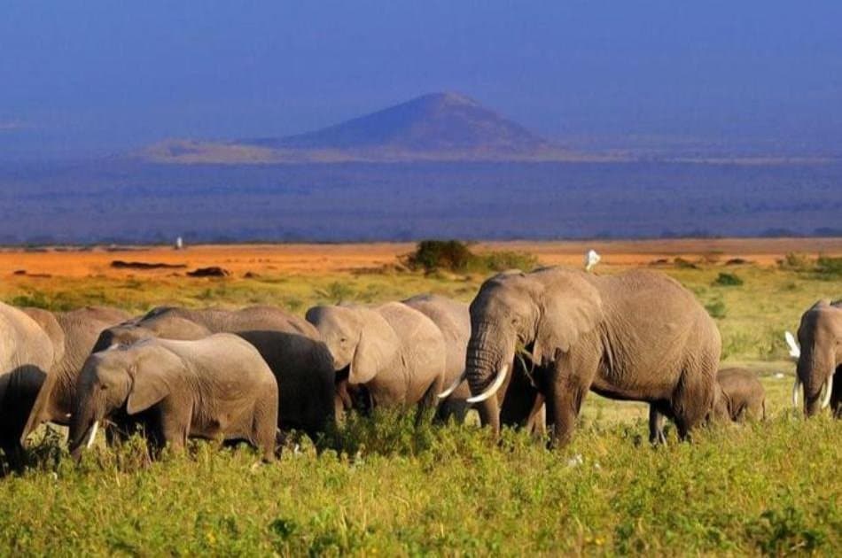 1 Days trip Amboseli Kenya budget safari tour package - Photo 2