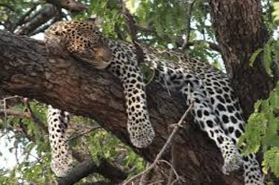 1 Days trip Amboseli Kenya budget safari tour package - Photo 4