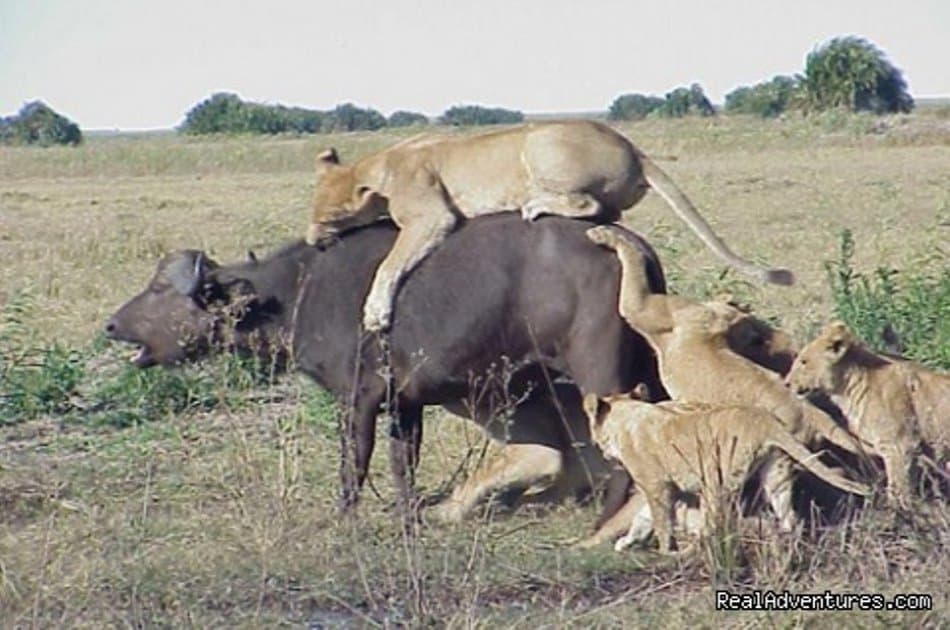 1 Days trip Amboseli Kenya budget safari tour package - Photo 3