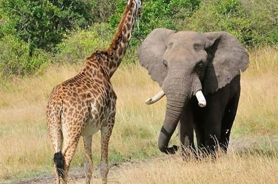 12 Days Best of Kenya & Tanzania - Photo 2