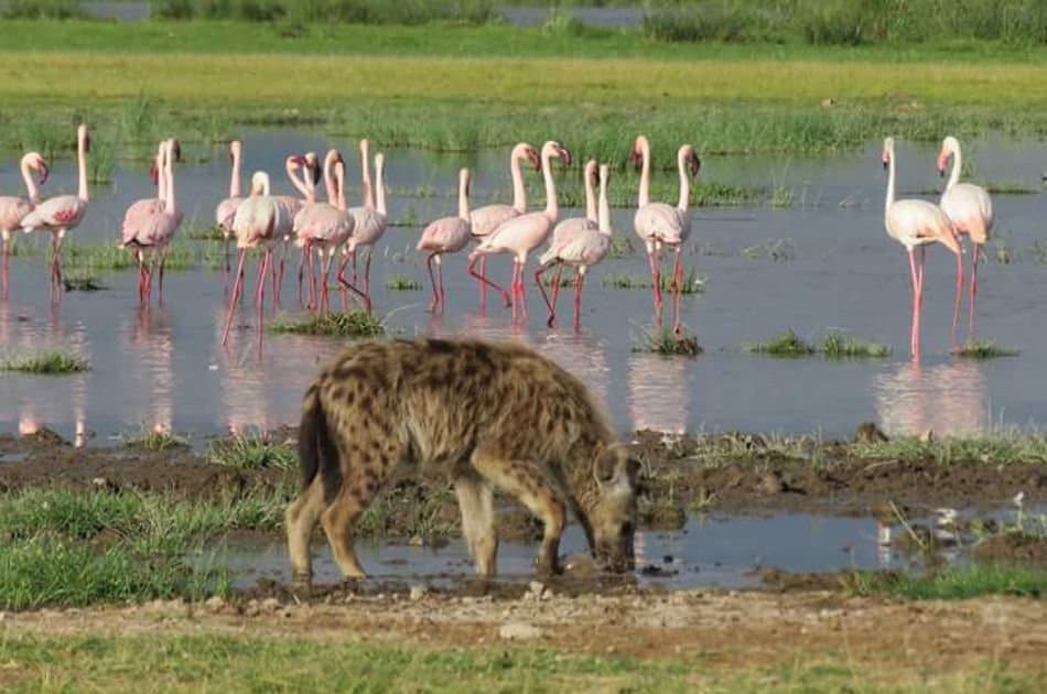 12 Days Best of Kenya & Tanzania - Photo 4
