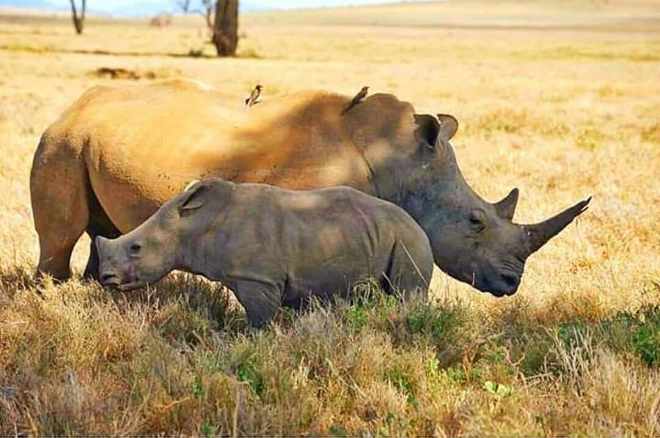 12 Days Best of Kenya & Tanzania - Photo 5