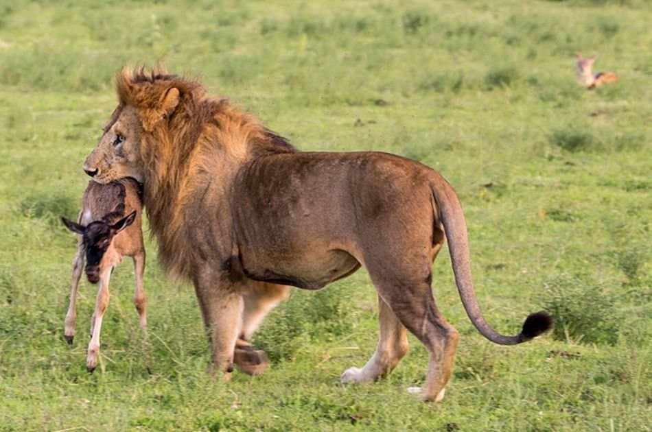 12 Days Best of Kenya & Tanzania - Photo 10