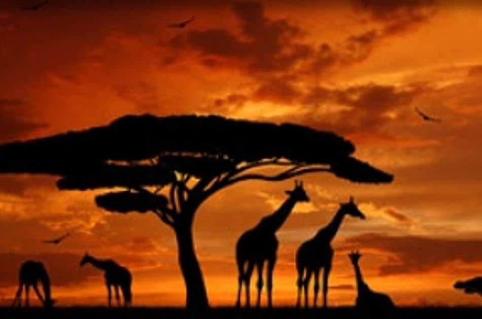 12 Days Best of Kenya & Tanzania - Photo 11