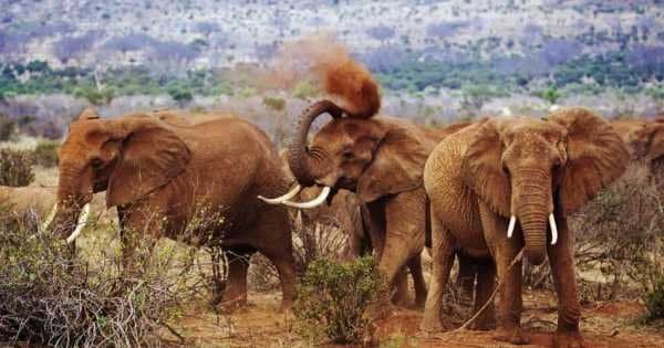 3 Day Amazing Amboseli Experience - Photo 1