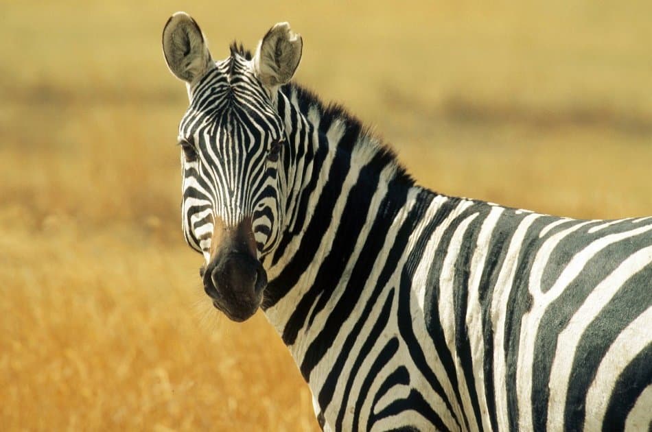 3 Day Amazing Amboseli Experience - Photo 11