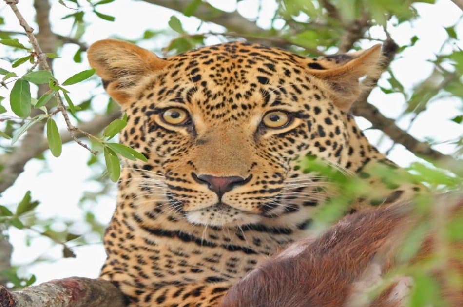 3 Day Amazing Amboseli Experience - Photo 3