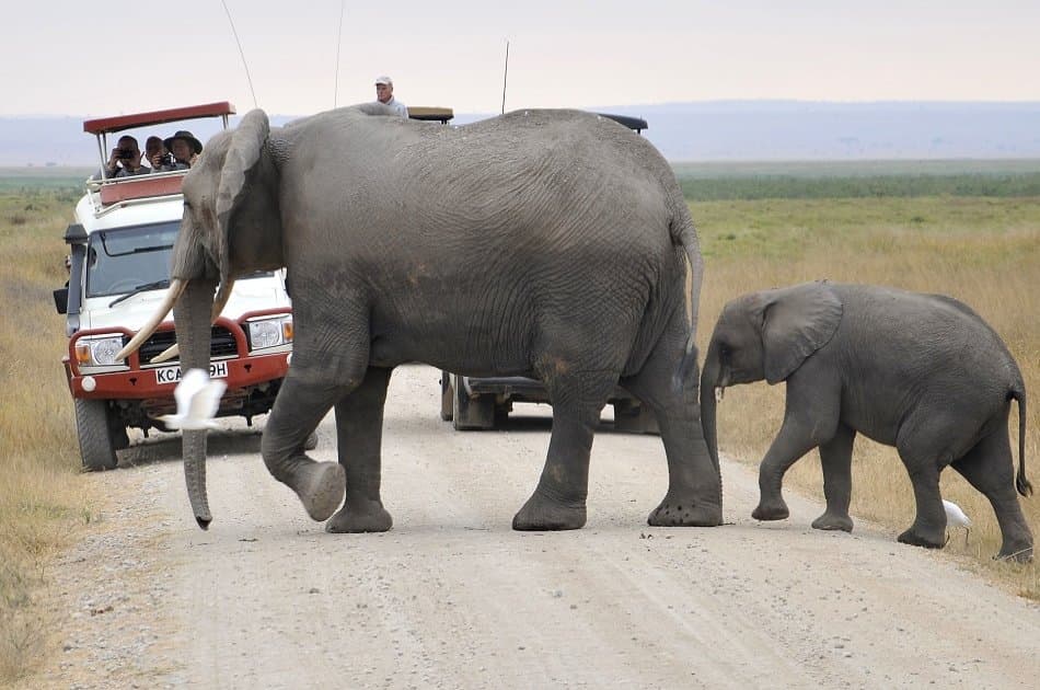 3 Day Amboseli National Park Safari - Photo 2