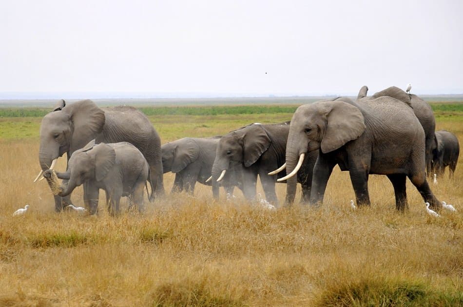 3 Day Amboseli National Park Safari - Photo 3