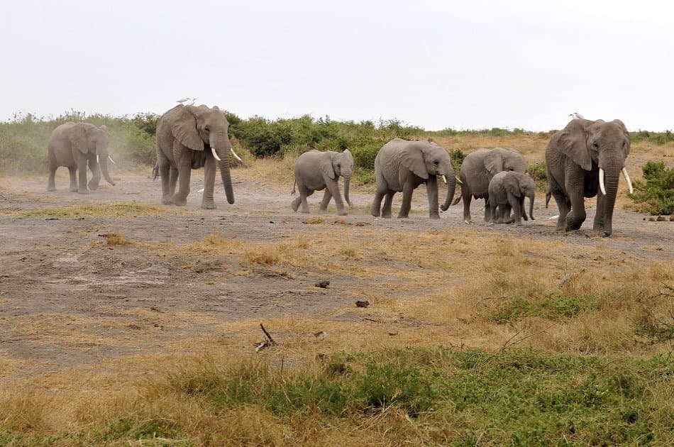 3 Day Amboseli National Park Safari - Photo 5