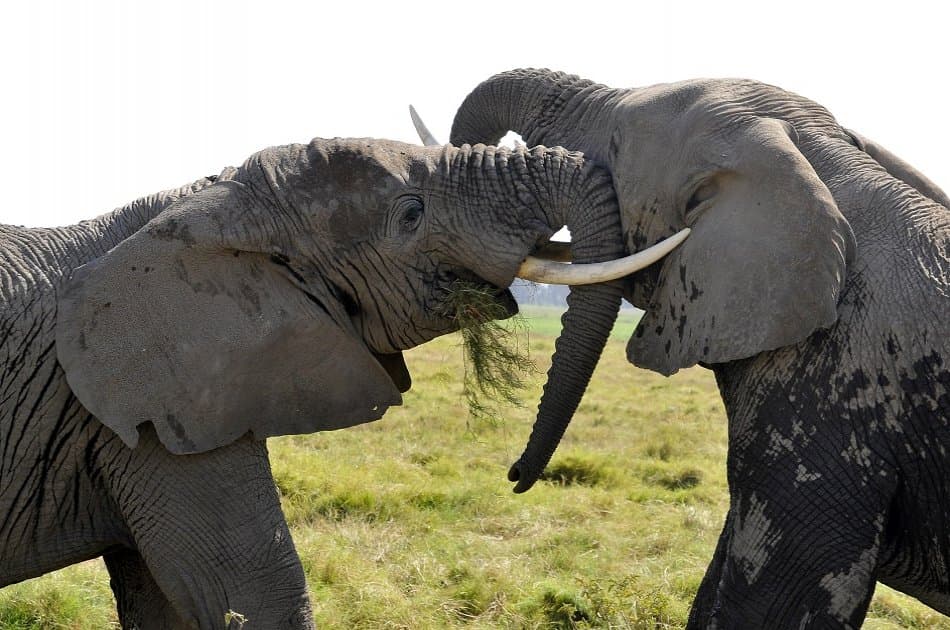 3 Day Amboseli National Park Safari - Photo 8