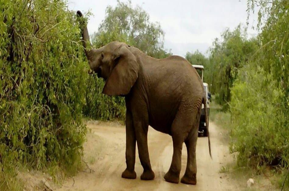 3 Day Maasai Mara Budget Safari From Nairobi - Photo 4