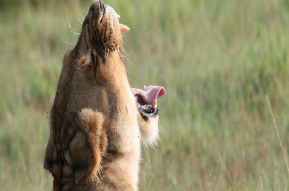3 Day Maasai Mara Budget Safari From Nairobi - Photo 6