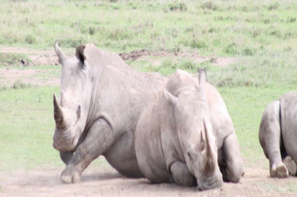 3 Day Maasai Mara Budget Safari From Nairobi - Photo 5