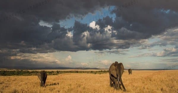 3 Days Masai Mara Safari Kenya - Photo 1