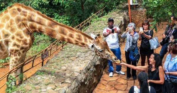 3 hour Tour of Karen Blixen Museum and Giraffe centre - Photo 1