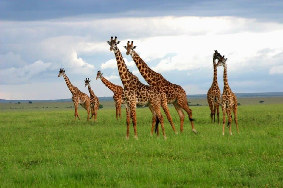 3 hour Tour of Karen Blixen Museum and Giraffe centre - Photo 2